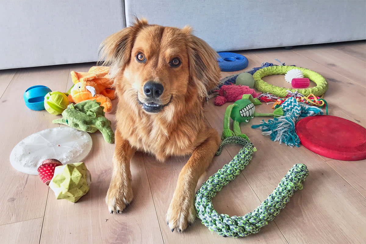 dog training toys