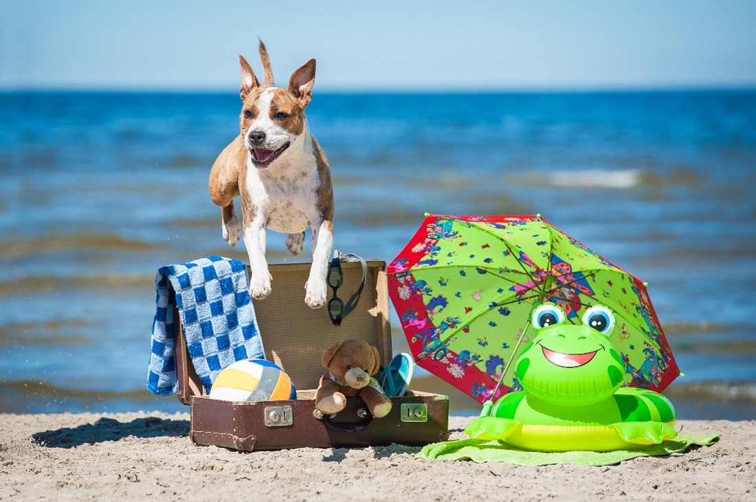 Tips for taking your dog on holiday