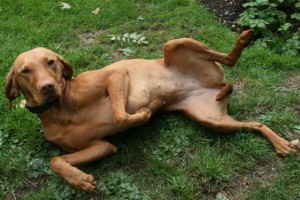 dog on side