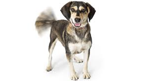 dog body language - debunking the myths