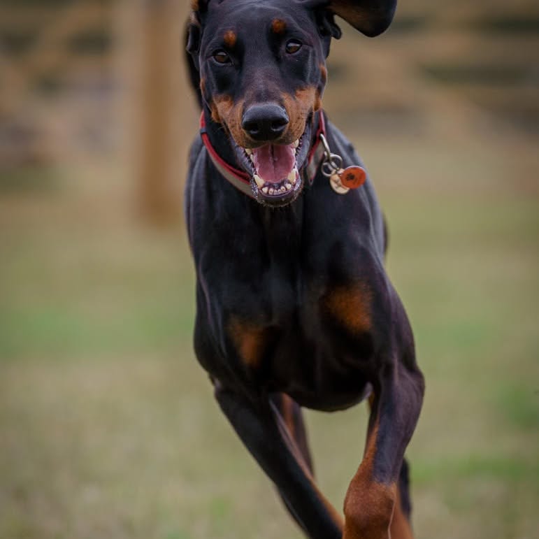 Barney the Doberman